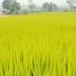 किसान से शराब दुकान लाइसेंस के नाम पर 1.44 करोड़ की ठगी