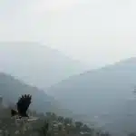 निक्की को जिंदा जलाने वाली बहन का नया वीडियो सामने आया